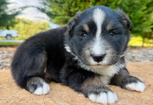 Dakota Boy
